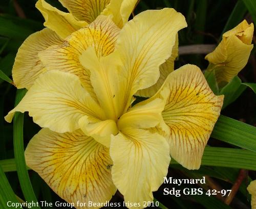 Maynard Sdg GBS 42-97 (1)